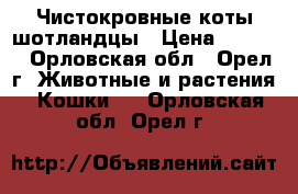 Чистокровные коты шотландцы › Цена ­ 1 500 - Орловская обл., Орел г. Животные и растения » Кошки   . Орловская обл.,Орел г.